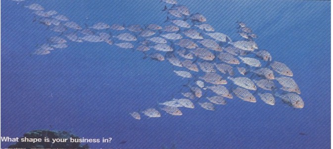 fish advertisement